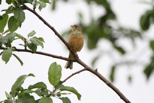 Ortolan | © Hans-Joachim Fünfstück