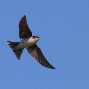Mehlschwalbe im Flug | © Tunka Zdenek