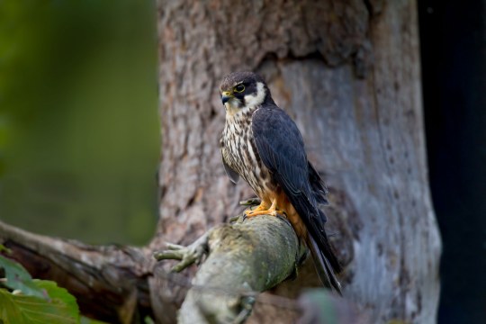 Baumfalke sitzt auf einem Ast eines Baumes | © Marcus Bosch