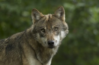 Wolf | © Rosl Rößner