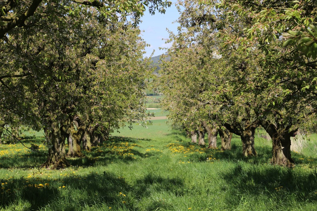 Streuobstwiese | © Peter Bria