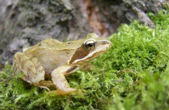 Springfrosch | © Richard Fischer