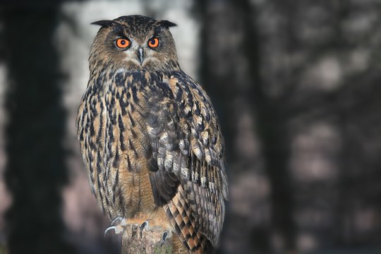 Uhu | © Ralph Sturm