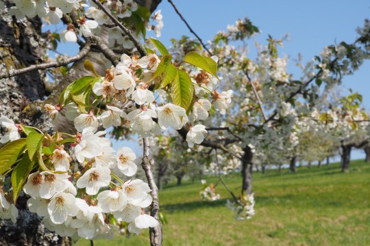 Kirschblüte auf Streuobstwiese | © Franziska Wenger