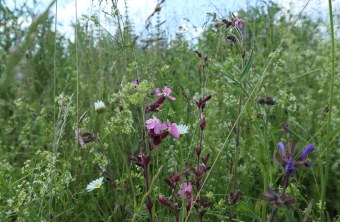 Blütenvielfalt auf Ausgleichsfläche im Landkreis Main-Spessart | © Marianne Kunkel
