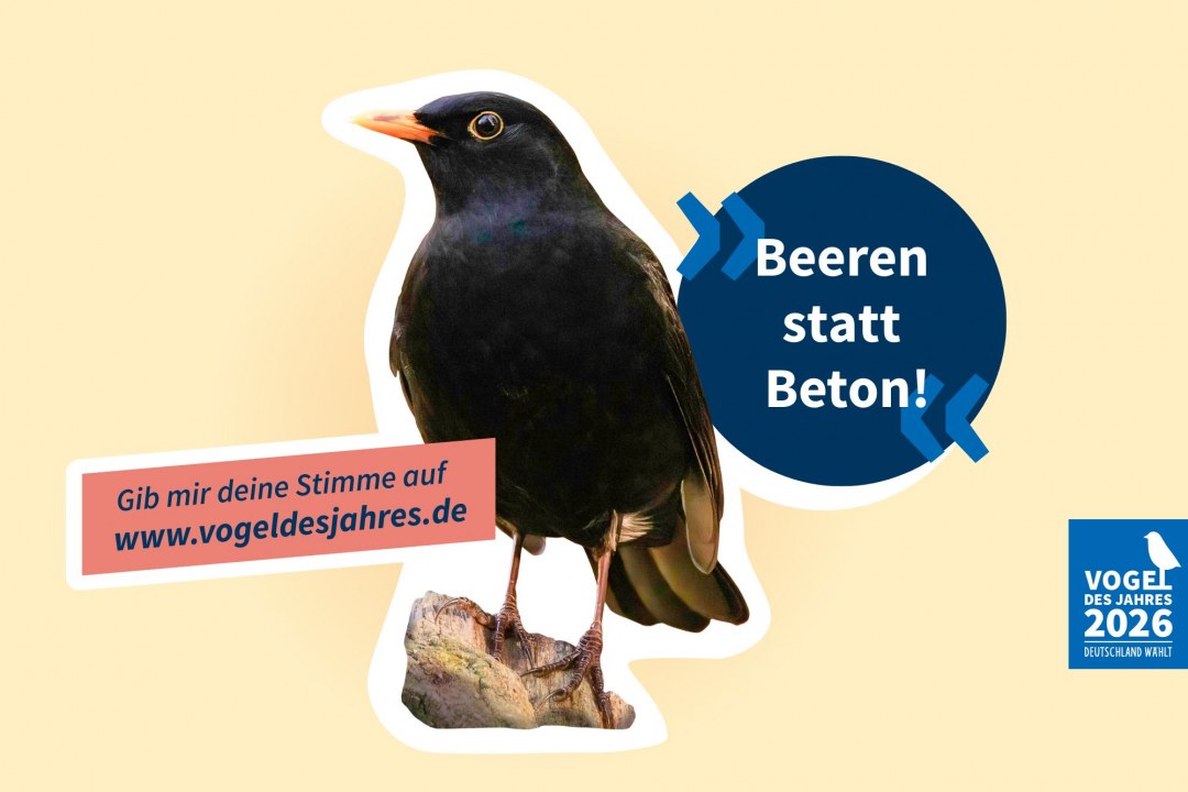 Amsel mit dem Slogan „Beeren statt Beton!“  | © F. Derer