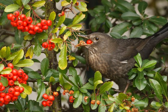Amselweibchen in einer Hecke mit Beeren | © Rosl Rößner