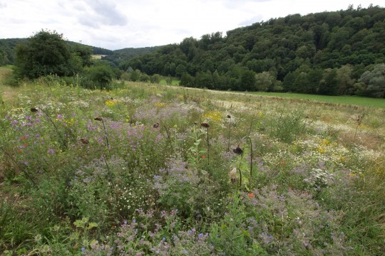 Bunte Blumenwiese mit Hecken an der linken hinteren Ecke und einem Wald im Hintergrund. Eine grüne Wiese dazwischen | © Oliver Wittig