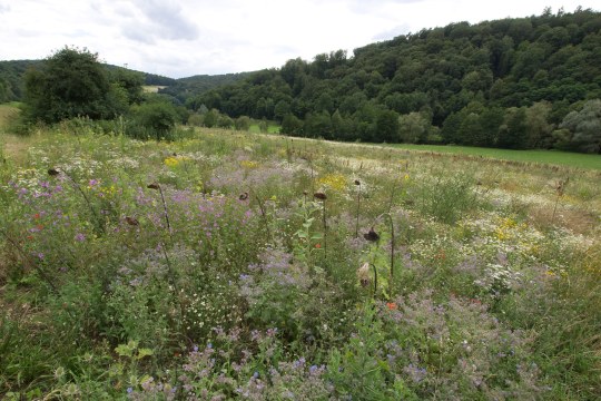 Bunte Blumenwiese mit Hecken an der linken hinteren Ecke und einem Wald im Hintergrund. Eine grüne Wiese dazwischen | © Oliver Wittig