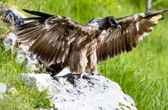 Bartgeier Bavaria 08.07.2021 | © Richard Straub