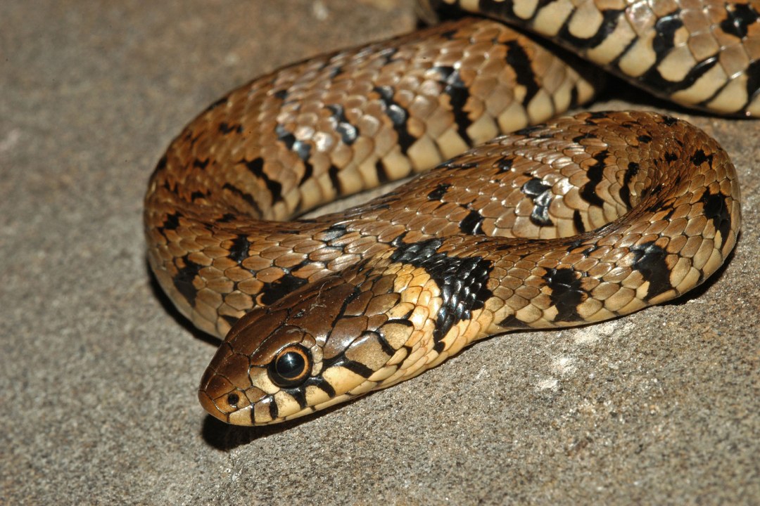 Barrenringelnatter | © Felix Hulbert