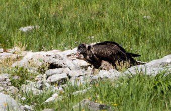 Bartgeier Dagmar nach dem ersten Ausflug | © Richard Straub