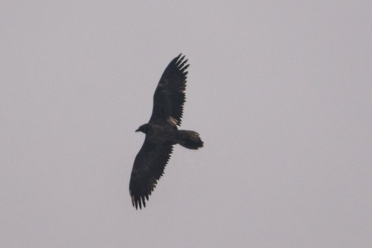 Bartgeier "Fortuna" mit Flügelmarkierung im Flug | © Henning Werth