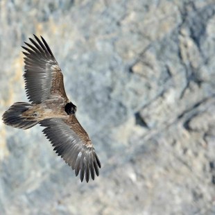 Junger Bartgeier im ersten Kalenderjahr | © Hansruedi Weyrich