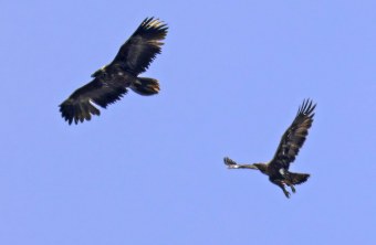 Bartgeier Vinzenz und Steinadler | © Markus Leitner