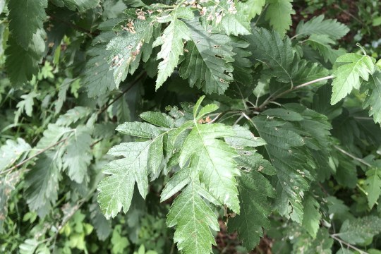 Bastard- Eberesche |© Bernd Raab