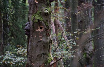 Eine Baumhöhle im Wald, wichtig für den LBV und den Naturschutz in Bayern, bietet Lebensraum für viele Tiere | © Simon Niederbacher