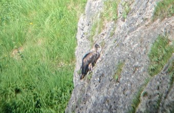 Bavaria nach ihrem ersten Flug in einem Fels unterhalb der Auswilderungsnische | © Toni Wegscheider