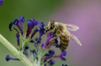 Biene auf Sommerflieder | © Hans Schaffelhofer