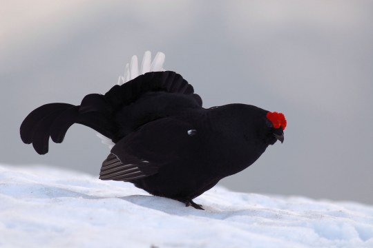 Birkhuhn im Schnee | © Henning Werth