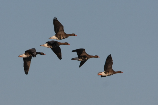 Blässgänse im Flug | © Dr. Christoph Moning