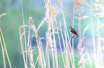 Ein Braunkehlchen sitzt auf einem Halm im Schilf, eingefangen in einem Foto | © Nicole Friedrch