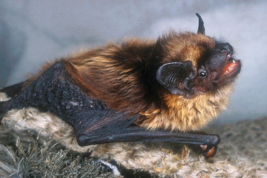 Breitflügelfledermaus | © Dr. Andreas Zahn