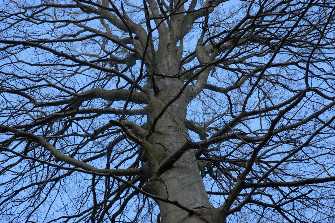 Blick in die Krone einer Rotbuche im Winterzustand | © Thomas Stephan