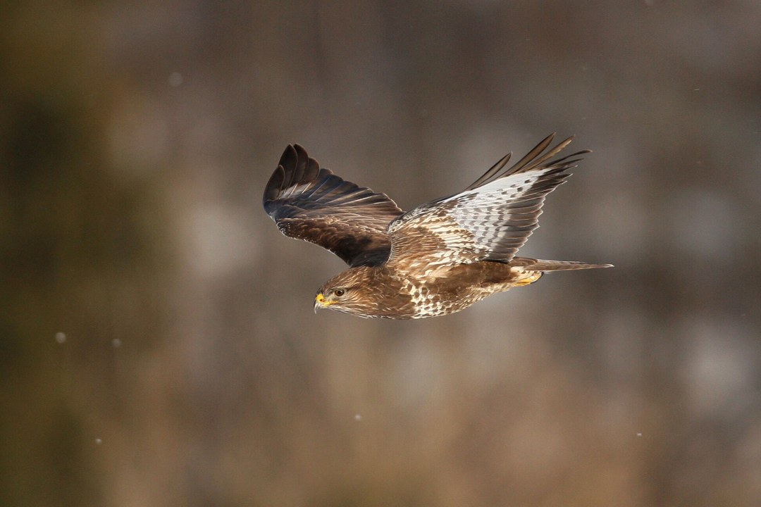 Mäusebussard im Flug | © Zdenek Tunka