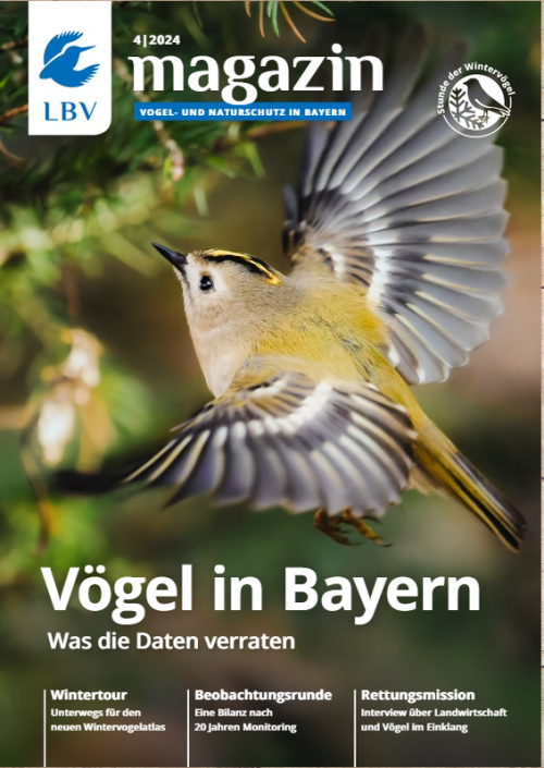 Cover LBV Magazin Ausgabe 04/2024 mit einem Wintergoldhähnchen auf dem Cover