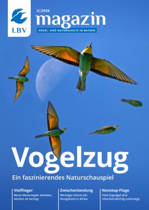 Das LBV-Magazin 03/2026 mit fliegenden Bienenfressern am blauen Himmel, im Hintergrund ist der Mond zu sehen. Schriftzug "Vogelzug - Ein faszinierendes Naturschauspiel"