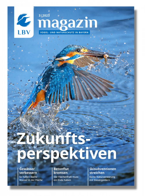 Cover LBV Magazin Ausgabe 03/2023 mit einem Eisvogel auf dem Cover und dem Schriftzug Zukunftsperspektiven