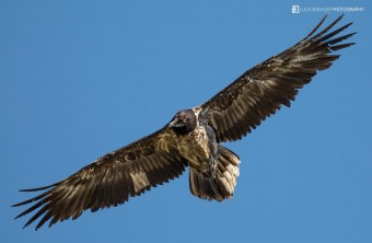 Dagmar im Flug | © Luca Buehler
