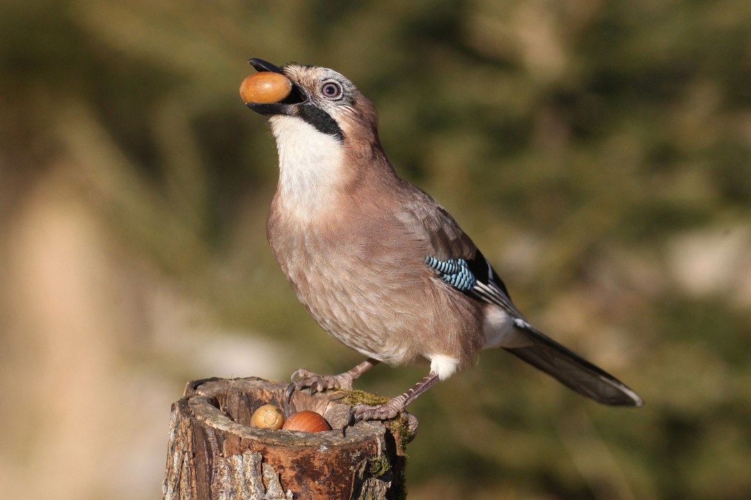 Eichelhäher auf einem Baumstumpf mit Eichel im Schnabel | © Dieter Hopf