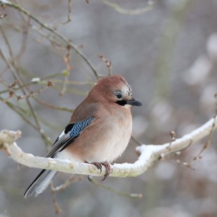 Eichelhäher auf Ast im Winter | ©  Peter Auernhammer