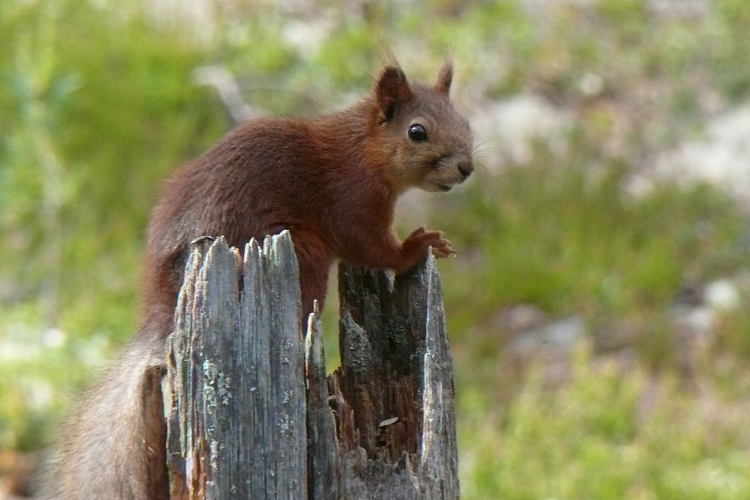 Eichhörnchen | © H.Zinnecker