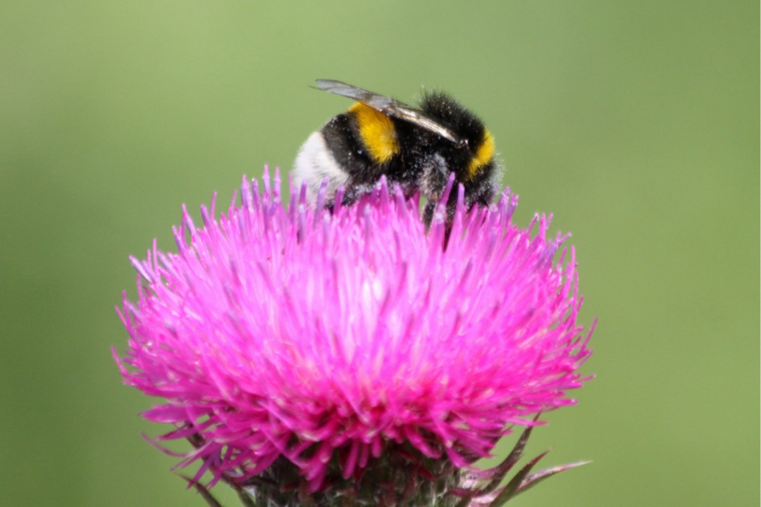 Erdhummel auf Distel | © Angela Maurer