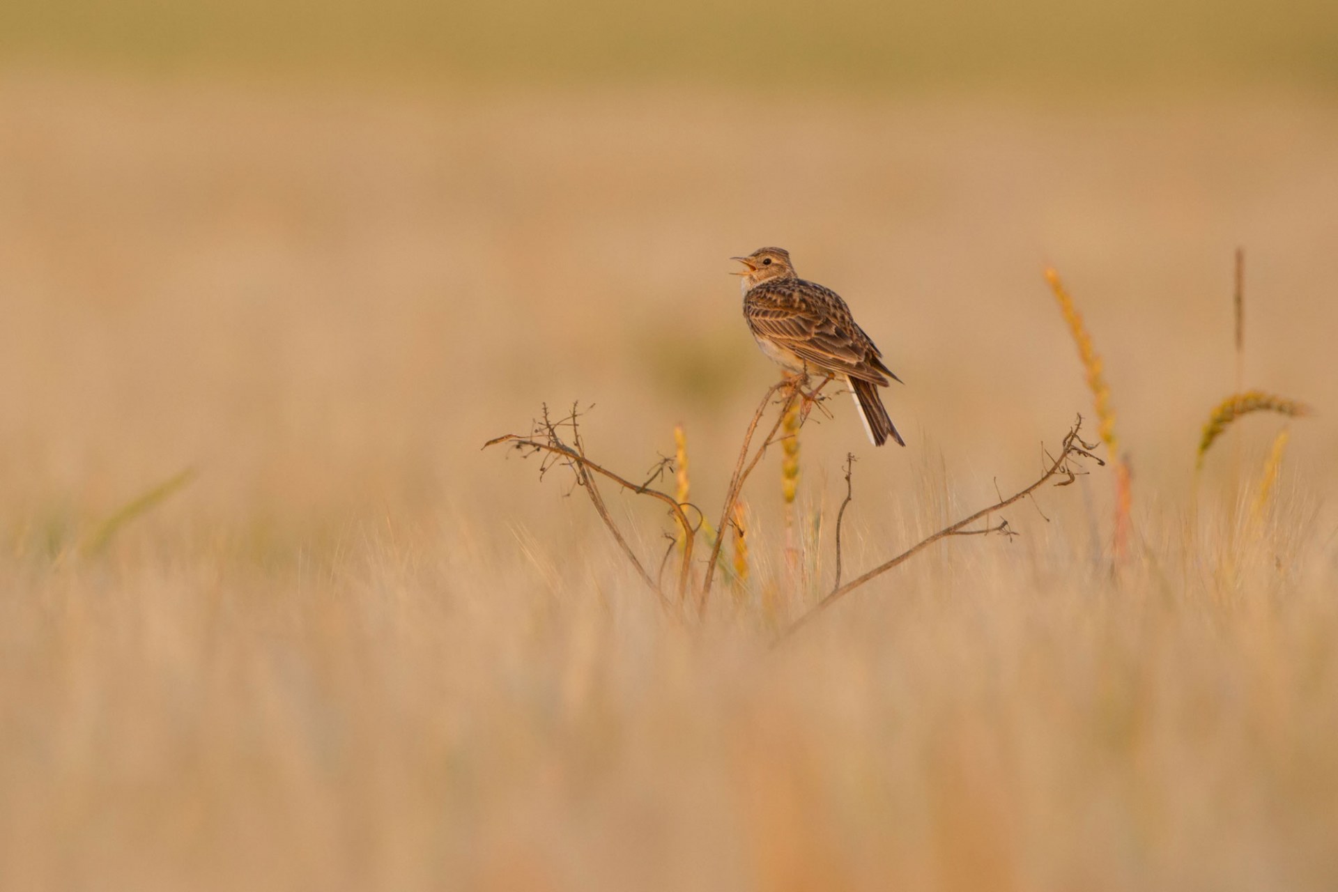 Feldlerche singt auf einem Halm im Feld | © Markus Glässel