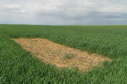 Lerchenfenster für Feldlerche auf einem Feld | © Alf Pille