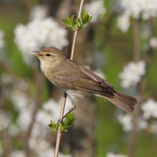 Singender Fitis an einem kleinen Ast | © Dr. Christoph Moning