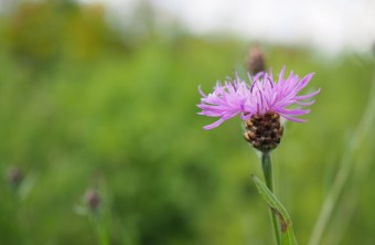 Flockenblume in Blühfläche | © Franziska Wenger