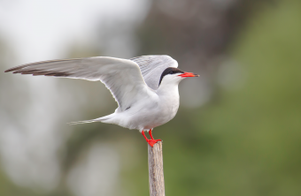 Flussseeschwalbe auf einen Holzzaun mit ausgestreckten Flügeln | © Gunther Zieger