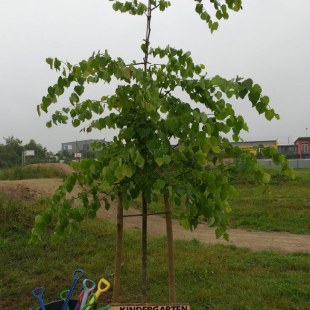 gepflanzte Winterlinde im Garten des Kindergartens an der Hauptstraße in Markt Erlbach von dem Gutschein ÖkoKids 2019 | © Elke Senft-Frühwald