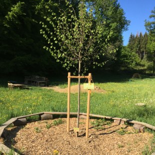 gepflanzte Winterlinde aus ÖkoKids-Gutschein 2019 im Garten der WaldKita Handzell | © Meike Humbauer