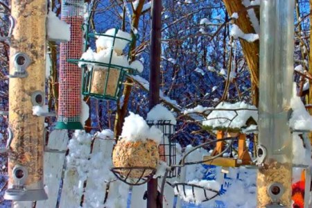 Blick auf die Futterhauswebcam im Winter, überall liegt Schnee