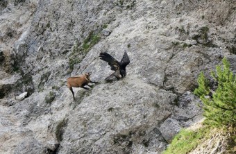 Bartgeier Wiggerl entwischt der Gams 30.06.2024 | © Hans Klein