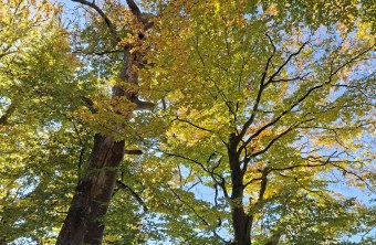 Biotop-Baum | © Franziska Wenger