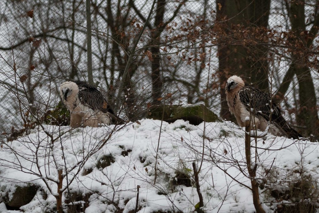Bartgeier im Tiergarten Nürnberg Winter 2020 | © Nicole Friedrich