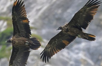 Bartgeier Recka und Dagmar | © Markus Leitner