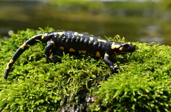 Feuersalamander | © Dr. Olaf Broders